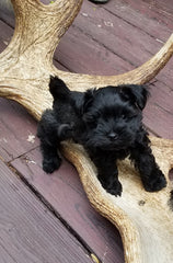 Acadia Antlers Tips on Caring For Puppies