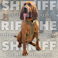 Sheriff the Bloodhound