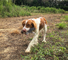 white and tan dog