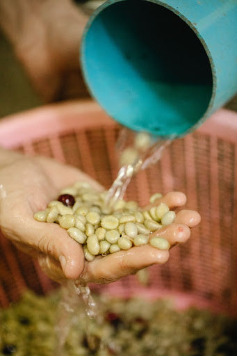 Water pours over a hand with unroasted coffee beans.