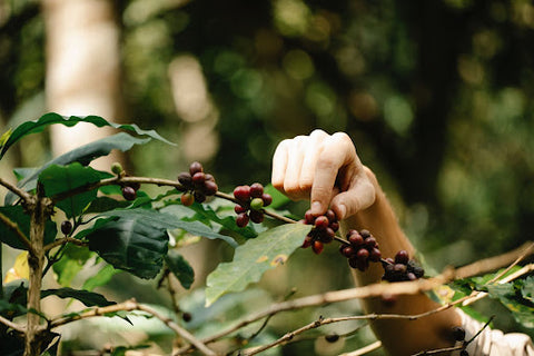 Hand picks coffee cherry off a branch