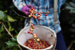 Branch of coffee cherries being held over a bin
