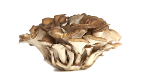 Maitake mushroom.