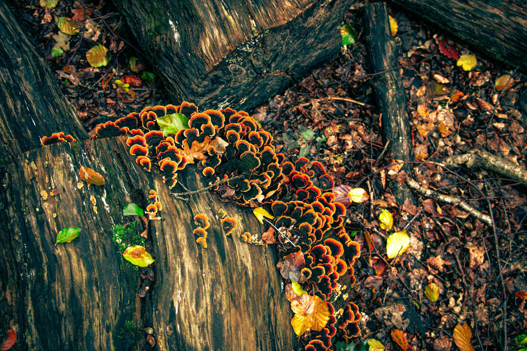 Colorful adaptogenic mushrooms growing on wild tree log.