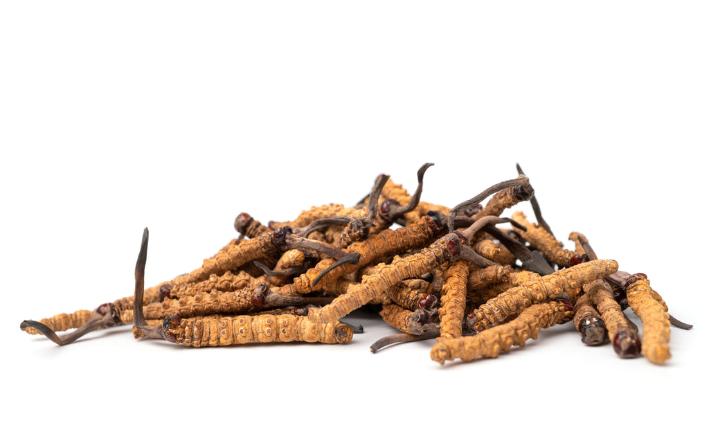 Cordyceps mushroom.