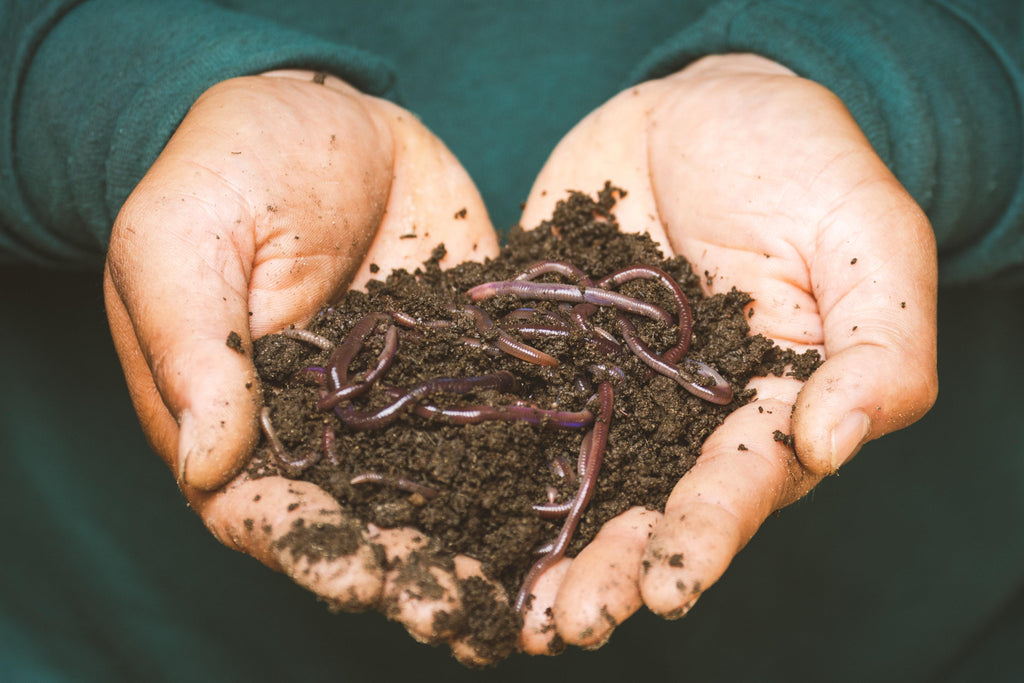 Hands holding dirt and earthworms.