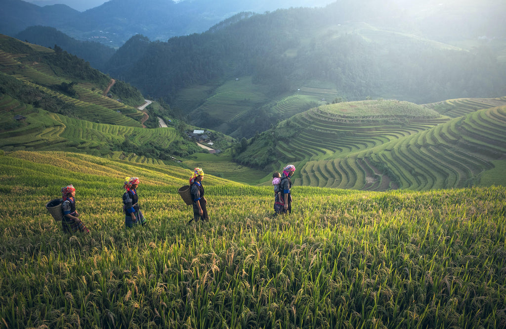 Four female farmers crossing a field of crops.