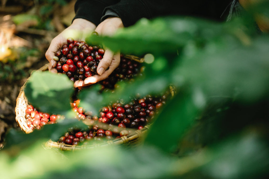 Freshly picked, shade-grown coffee cherries.