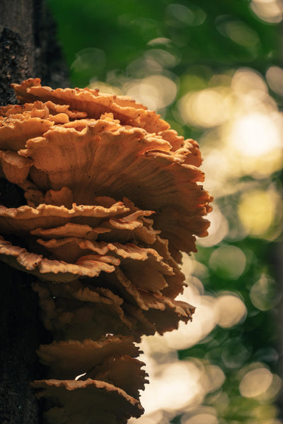 Massive mushroom growing on a tree in the forest. 