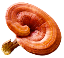 Reishi mushroom.
