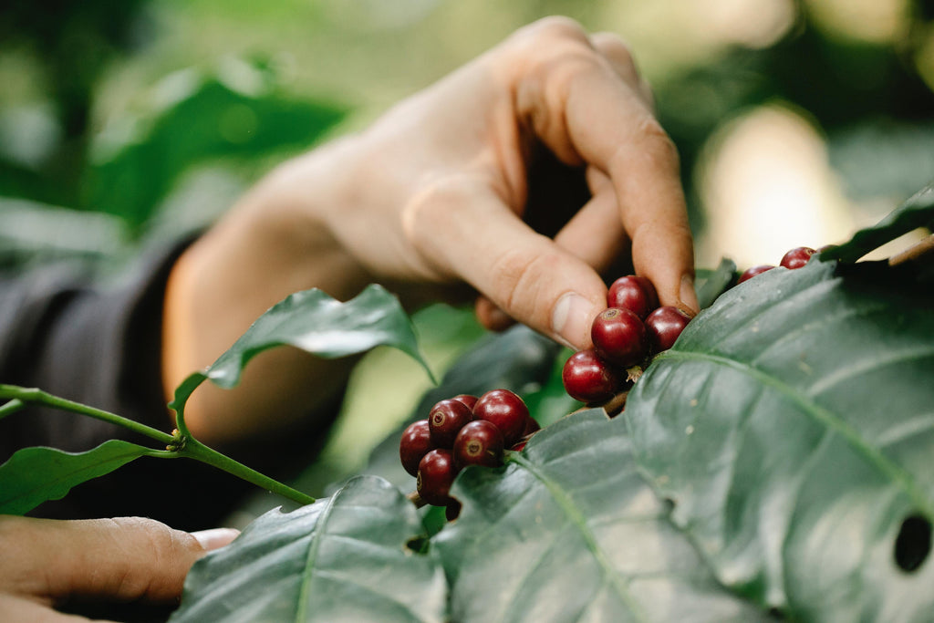 Hand plucking coffee cherries from a branch.