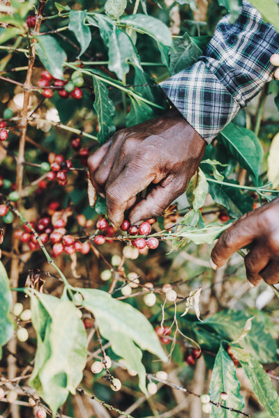 Hand-picking coffee cherries off a branch.