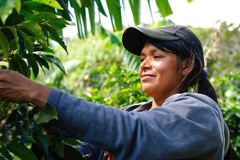 Female coffee farmer picking coffee cherries.