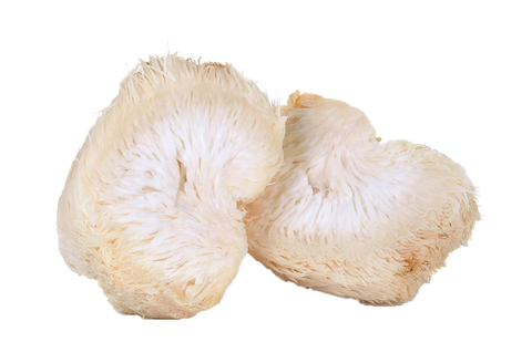 Lion's Mane mushroom.