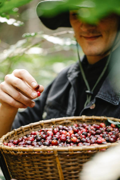 Young farmer holding basket with coffee cherries.