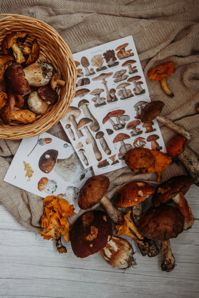 Basket with mushrooms and info-page with illustrated varieties of mushrooms.