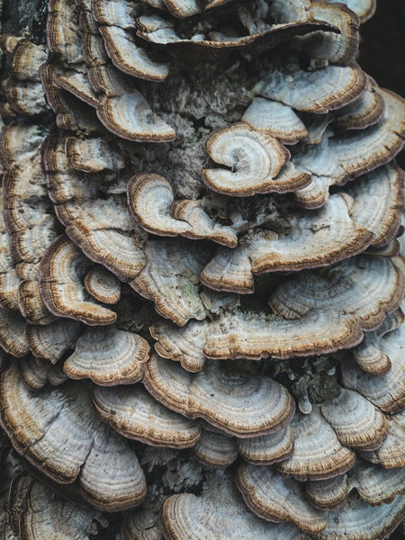 Turkey tail mushrooms growing on tree trunk.