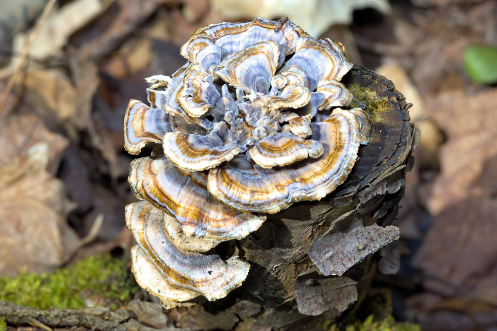 Turkey tail mushroom growing on tree stump.