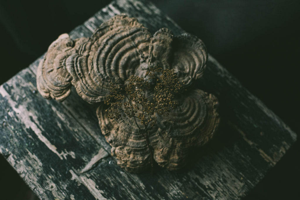 Turkey tail mushroom on wooden table.
