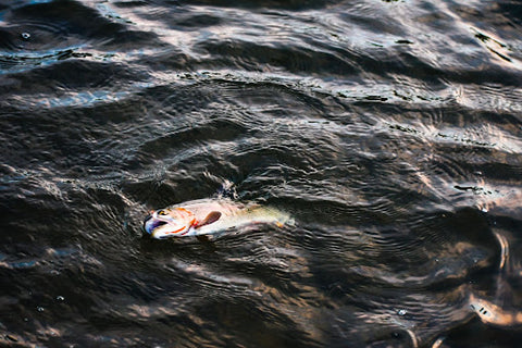 A dead fish floats on the ocean's surface.