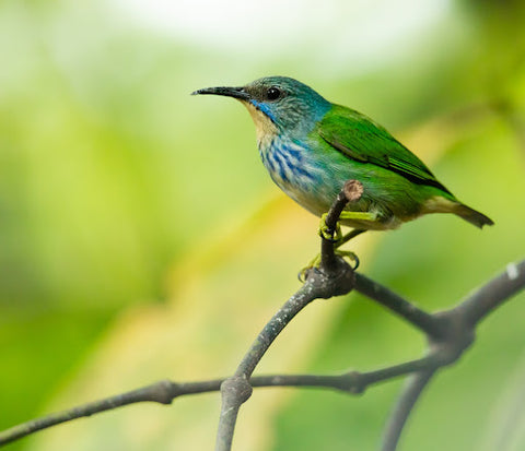 A small, colourful bird on a branch.