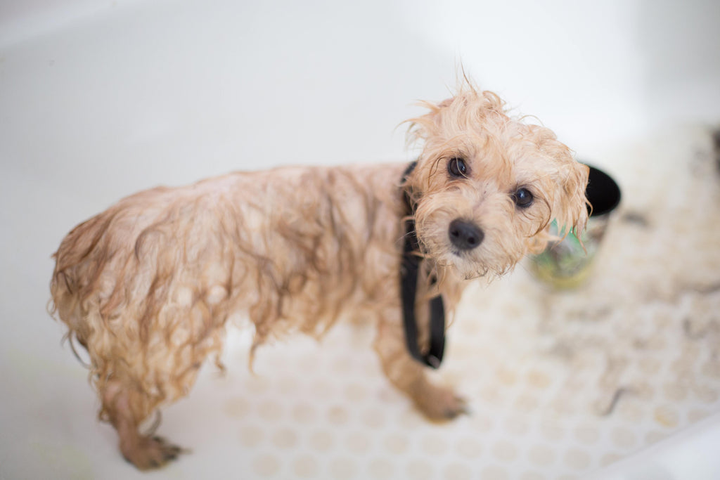Small, wet dog looking up from being shampooed in the bath.