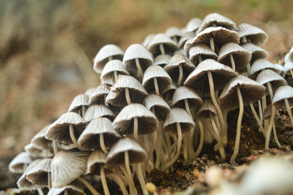 White mushrooms growing on a slope.