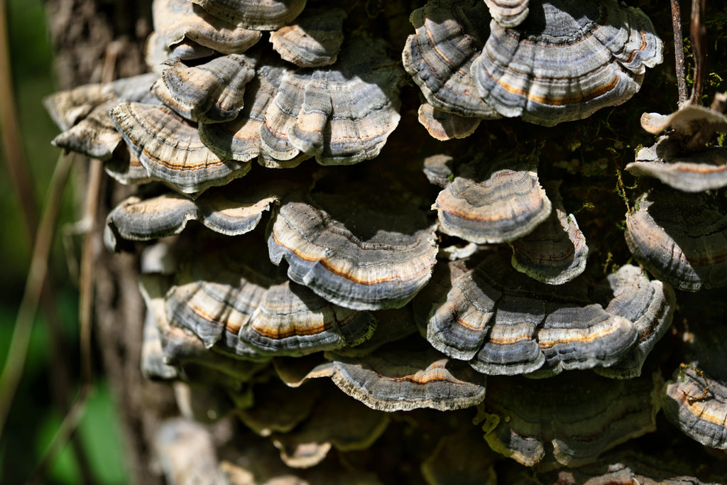 Turkey tail mushroom growing on a tree.