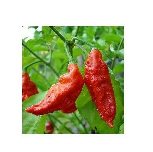 3 Live 4 - 7" inch Seedlings Red Ghost Pepper Bhut Jolokia Hot world record chili