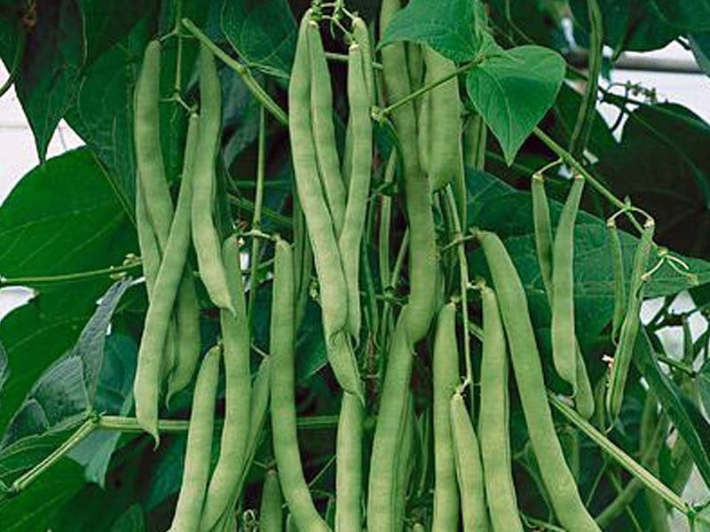 10 Seeds Bush Blue Lake 274 Beans Heirloom Green String Non GMO Classi ...