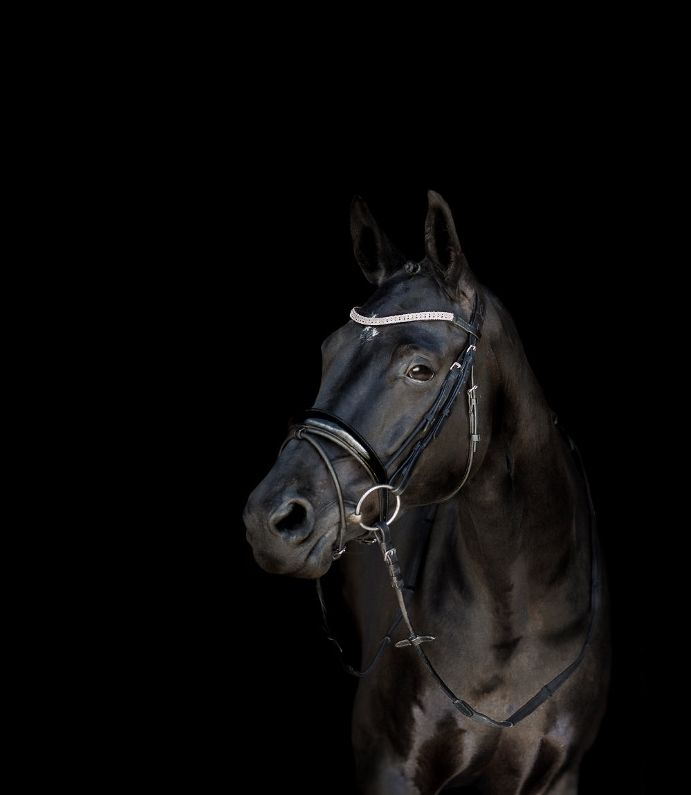 Picture of Lumiere "Amie" Bridle