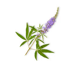 Vitex