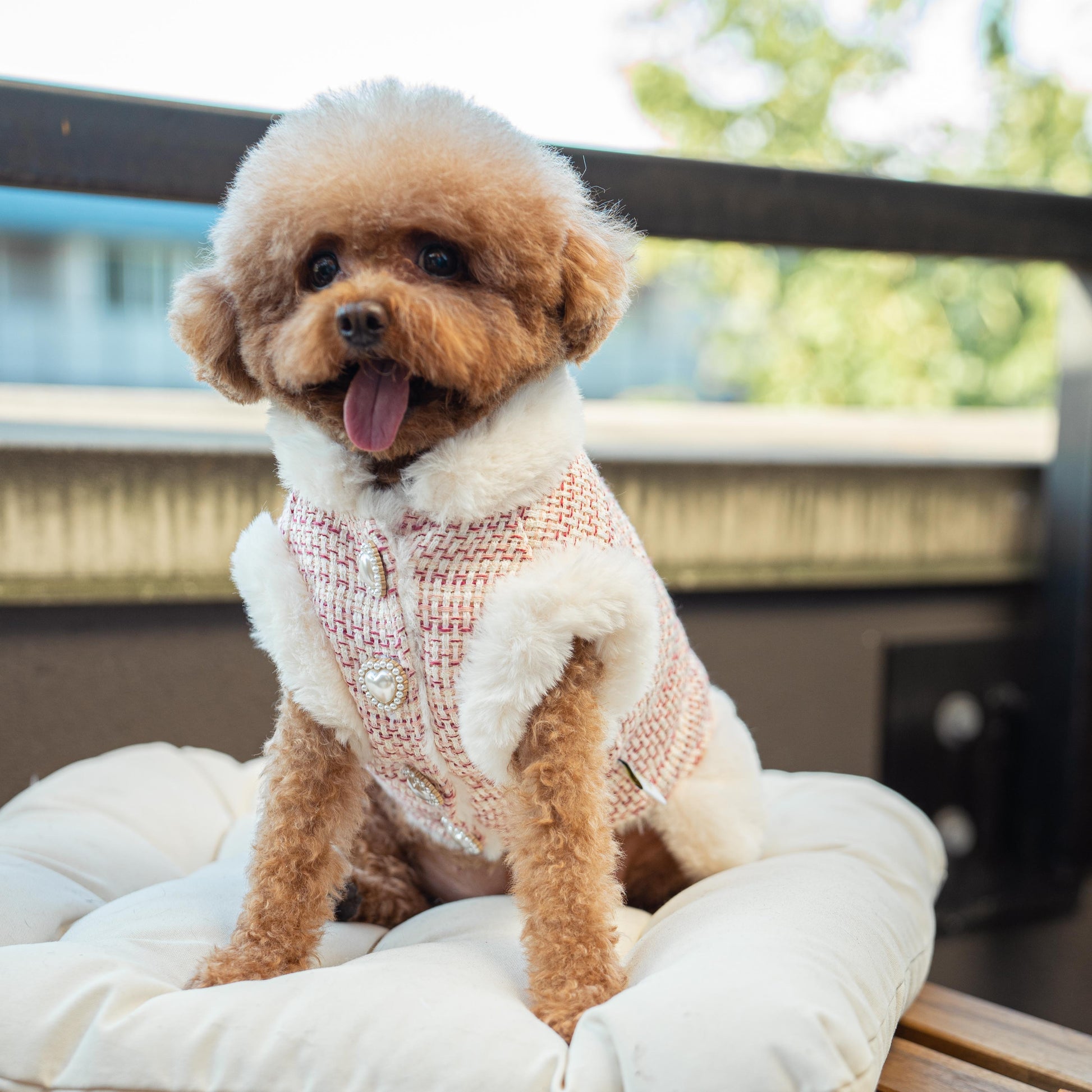 designer dog vest