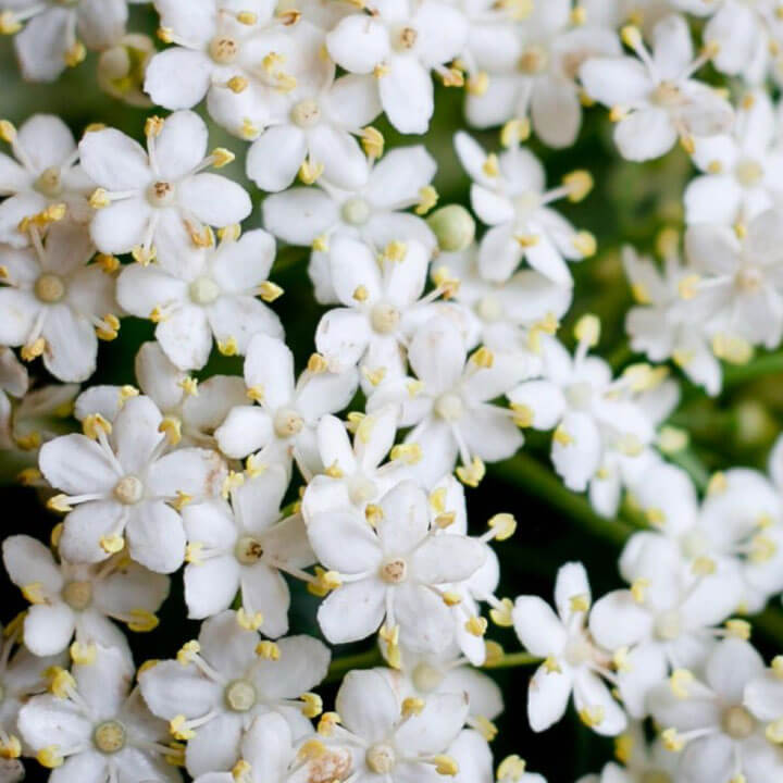 Elderflower closeup