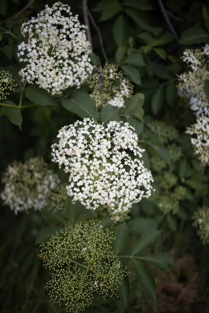 Elderflower tree