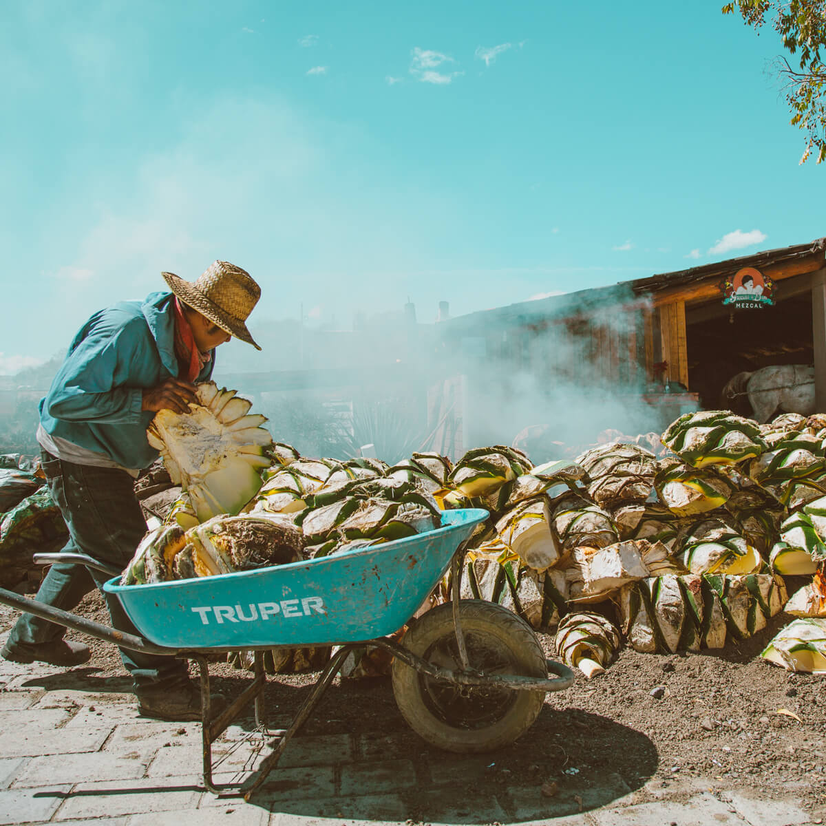 Harvesting Agave