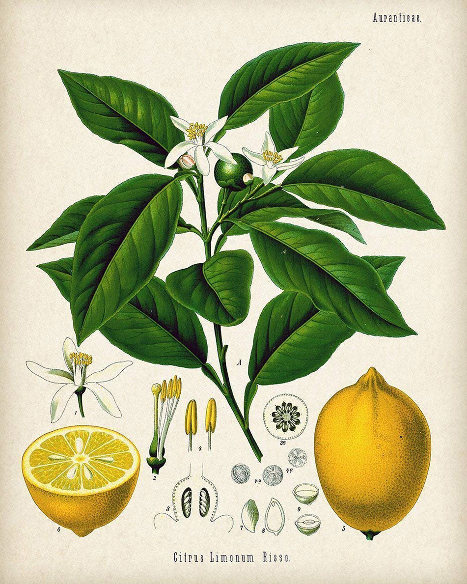 柑橘的植物学插图