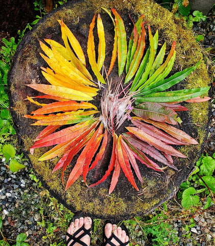 Nature Color Wheel - Cindy Shake