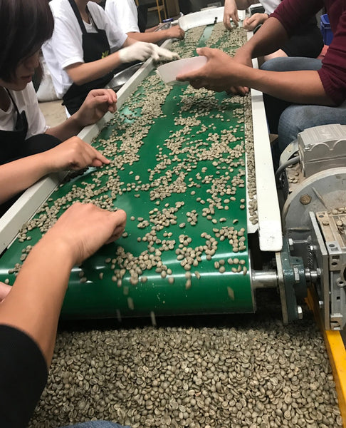 Workers sorting the coffee beans in Vietnam