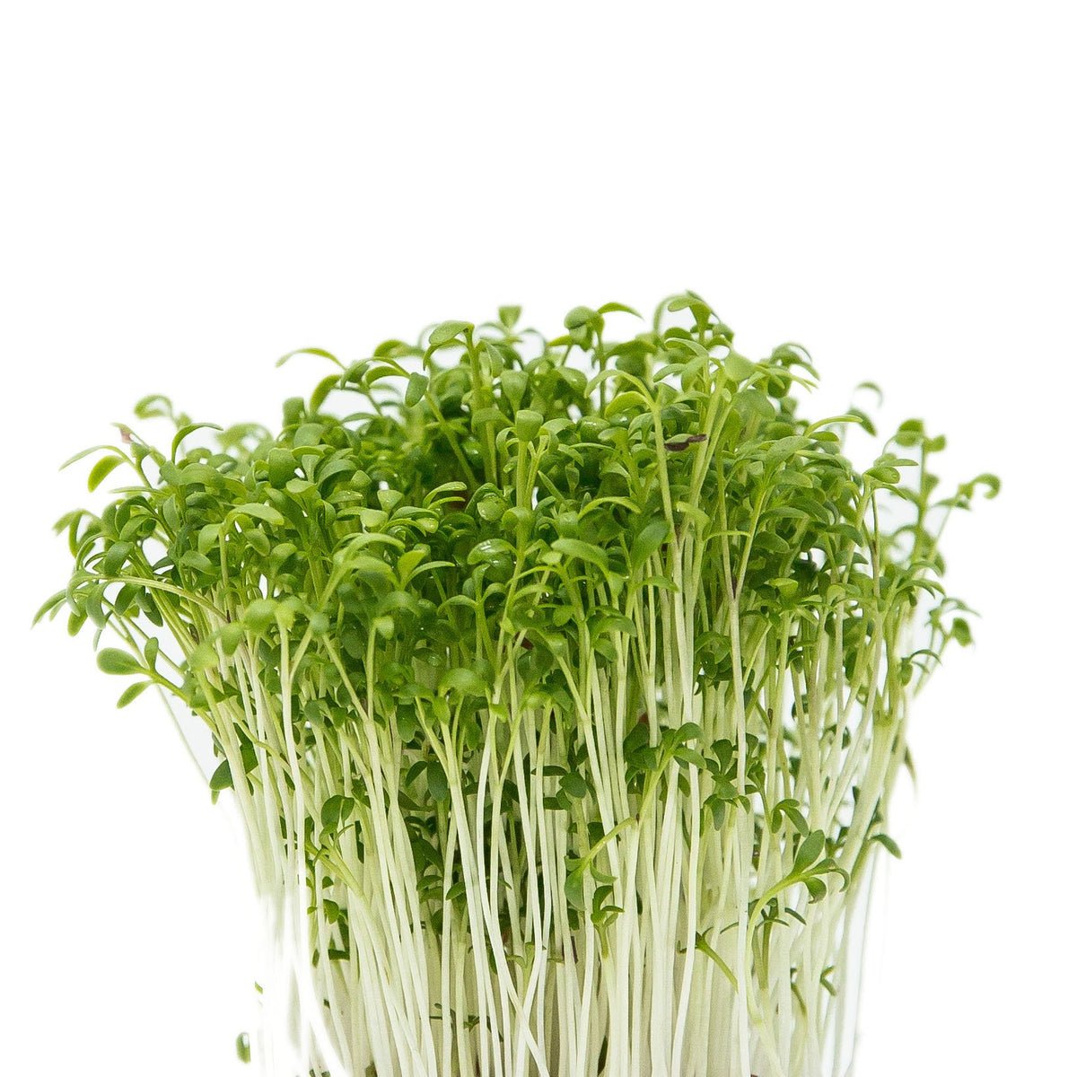 Micro Agrião Entrega Em 24 Horas Microgreens 6156