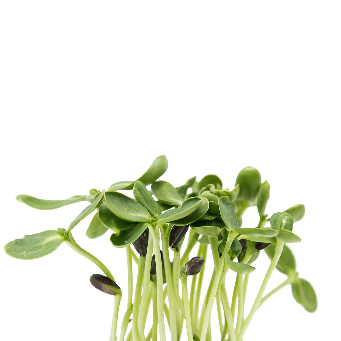 Brotes Girasol | Entrega en 24 horas | Microgreens