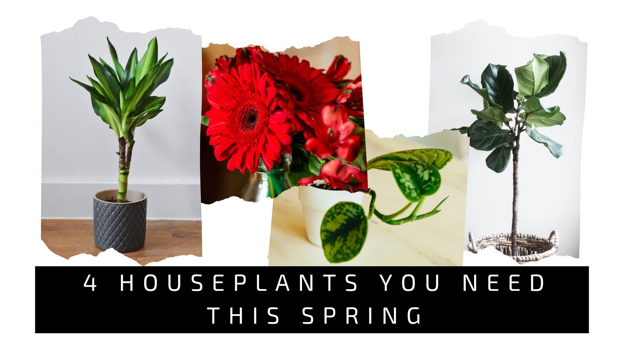 4 HousePlants you need this spring