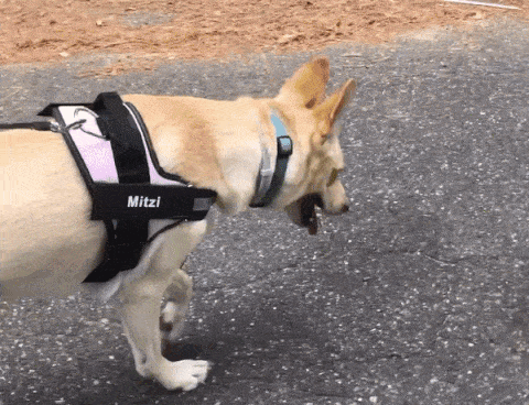 Personalized No Pull, Reflective Dog Harness - Buddies Pet Shop