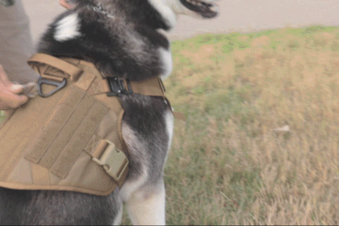 Defender Tactical Dog Harness - Buddies Pet Shop