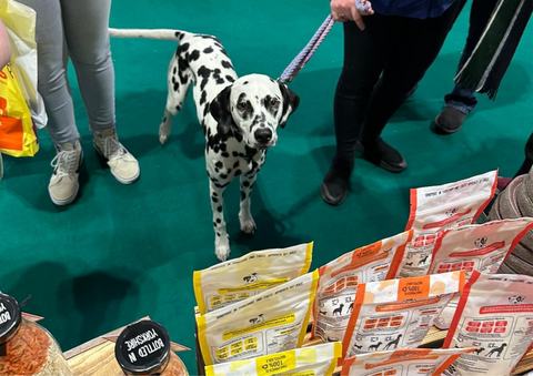 A Dalmatian dog at Crufts 