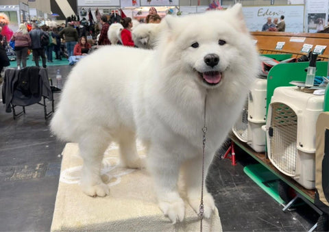 Dog at Crufts