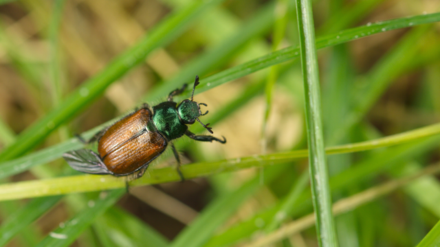 10Effective DIY Insect Repellents for Home and Garden