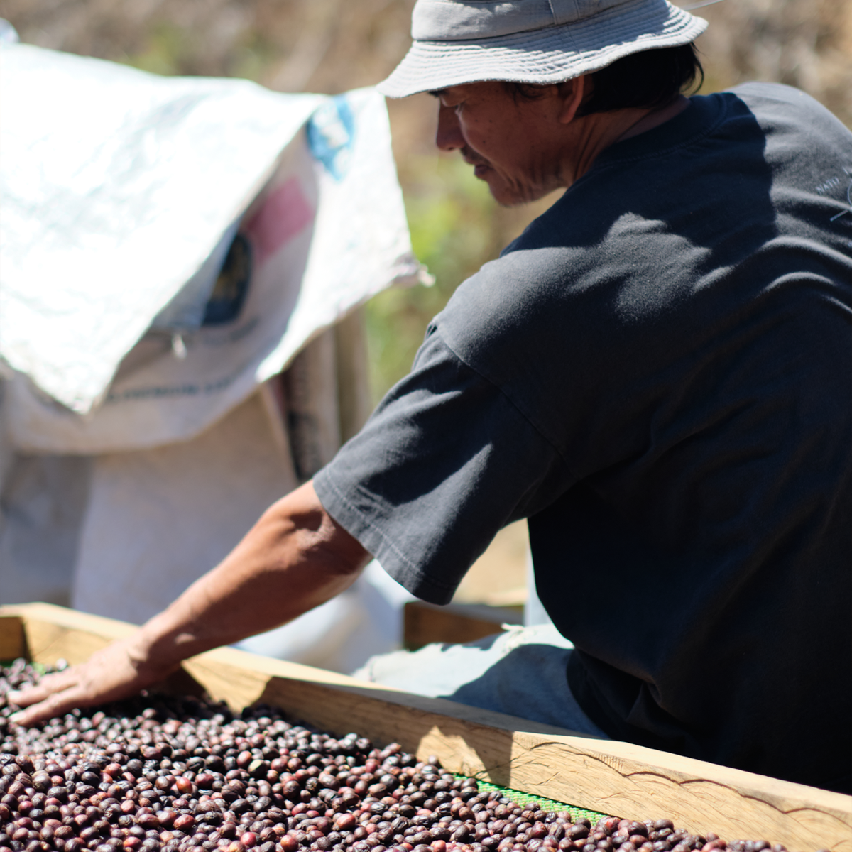 Filipino farmers for coffee bean producing Highlighting Philippine Coffee