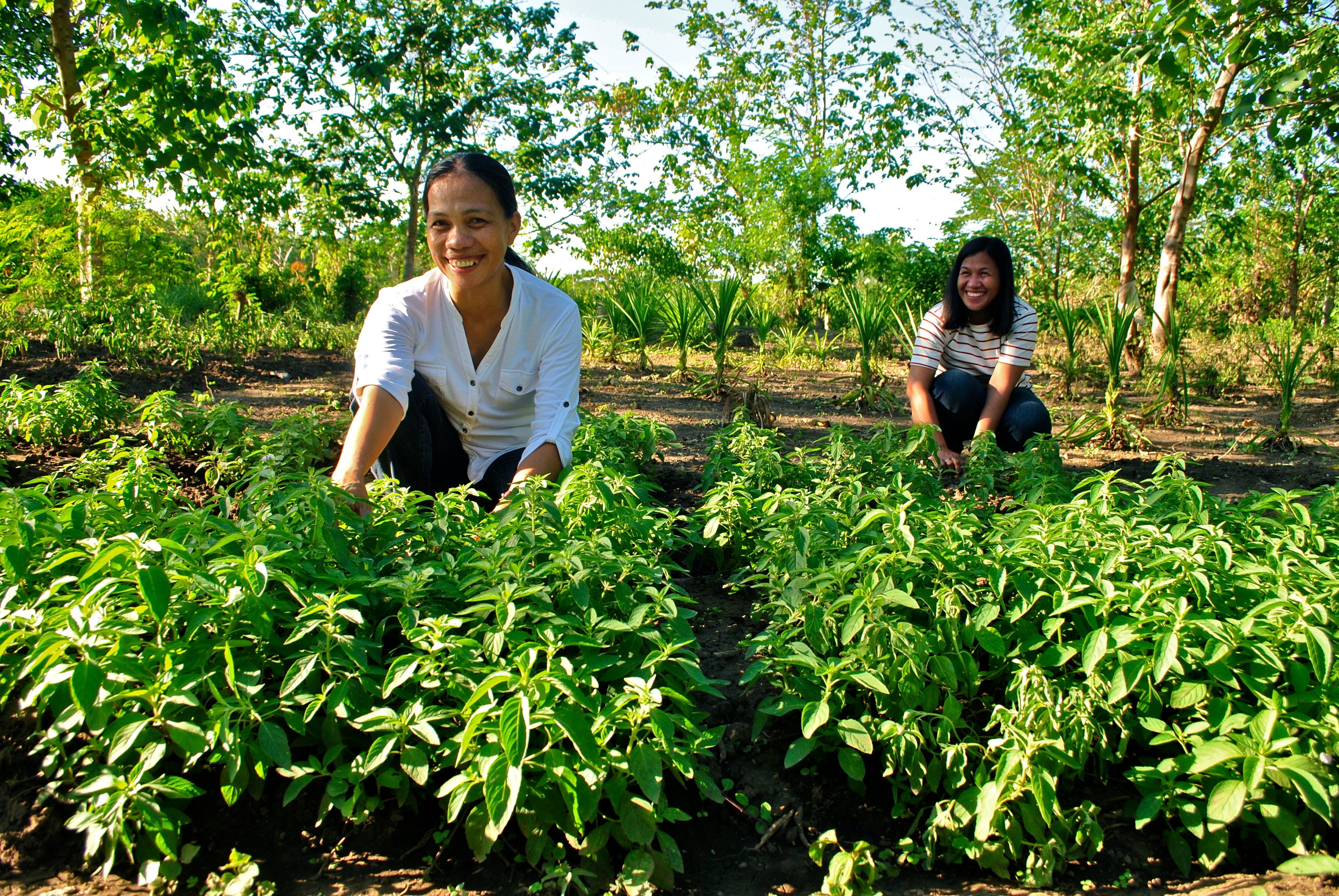 Harvesting Premium Quality Tea Organically Farmed in the Philippines