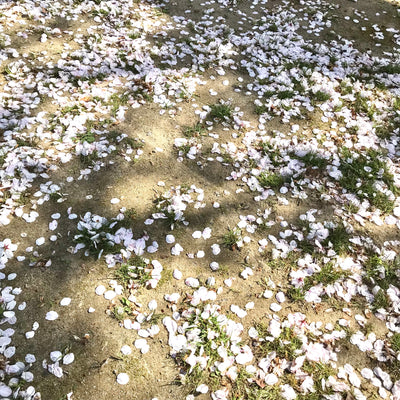 桜のじゅうたん。